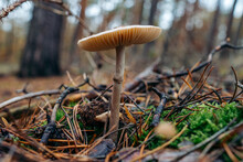 Close-up Image Of Grisette Mushroom (Amanita Vaginata) Mushroom In The Forest