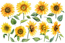 Set Of Watercolor Bright Yellow, Sunflowers Hand-drawn