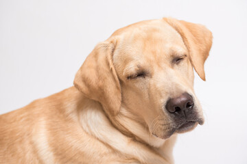 Wall Mural - Beauty labrador retriever dog isolated on white background