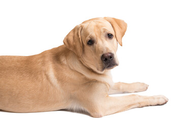 Wall Mural - Beauty labrador retriever dog isolated on white background