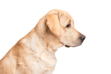 Wall Mural - Beauty labrador retriever dog isolated on white background