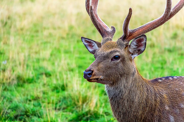 Cervus nippon, flower spotted deer walking and feeds on in forest of National Park