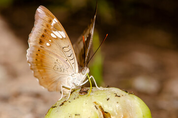 Butterfly eat rose apple fruit. That fell on the ground in Thailand