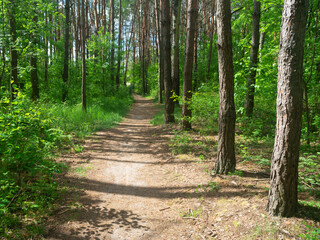 Sticker - spring forest