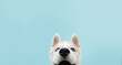 © Sandra - Close-up hide husky dog with colored eyes and happy expression. Isolated on blue background.