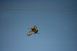 Black-winged Stilt in flight at Hamala , Bahrain