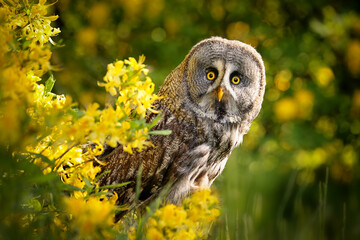 the great grey owl or great gray owl (strix nebulosa) is a very large owl, documented as the world's