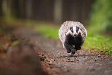 Wall Mural - european badger running on a forest path. wet and gloomy afternoon conditions. tree trunks and green
