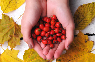 Freshly picked rose hips in the hands of a woman. Rose hip or rosehip, commonly known as the dog rose (Rosa canina).