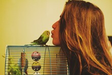 A Kiss With The Pet Bird Out Of Bird Cage, Image On Pet Love