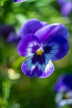Beautiful Little Pansy Flower Growing In Garden On Blurred Background, Close View  