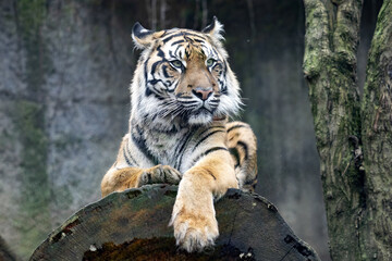 Wall Mural - The adult female Sumatran Tiger, Panthera tigris sumatrae, lies on a large trunk