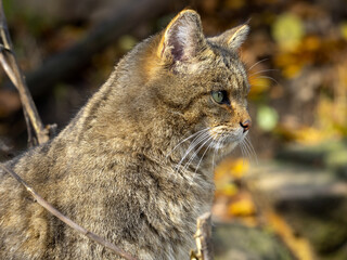 european wild cat, felis s. silvestris, portrait of a cat observing the surroundings