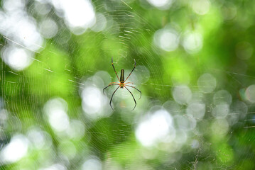 Spider on a spider web