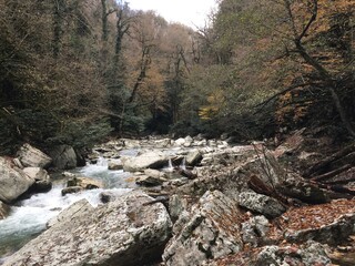 river in the forest