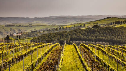 Wall Mural - Vineyard in foggy hills