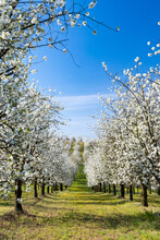 Flowering Cherry Orchard Near Cejkovice, Southern Moravia, Czech Republic