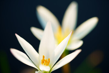 Wall Mural - close up of beautiful white rain lily flower