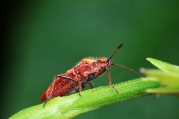 Wall Mural - Stink bug on green leaves, North China