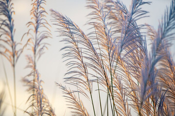 Wall Mural - reeds grass flower