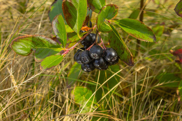 Brush Aronia growing on lake shore. Scientists have established: chokeberry juice is able to suppress 97% of coronavirus in human body in just five minutes