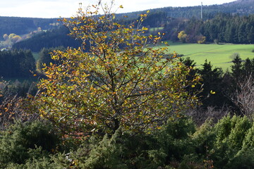 Canvas Print - Herbstbaum