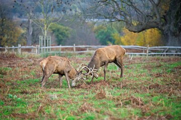 Young deer stags fighting during mating season
