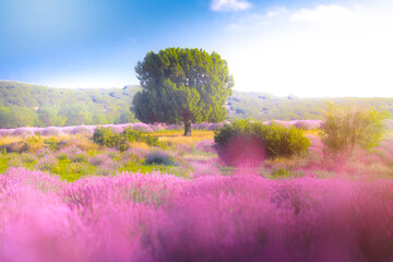 Kuyucak - Isparta N ever completely off the radar in recent years Kuyucak village with lavender fields of Provence to be playing in Turkey.