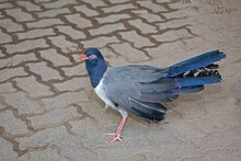Coral-billed Or Renauld's Ground Cuckoo, Carpococcyx Renauldi, On The Ground
