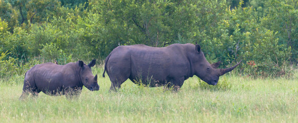 cute rhino calf and mother grazing peacefully in a south african nature reserve