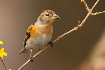 Wall Mural - Interested brambling, fringilla montifringilla, female sitting on diagonal twig in garden during springtime. Songbird holding on branch and facing camera from front view.