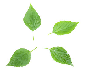 green leaf isolated on a white