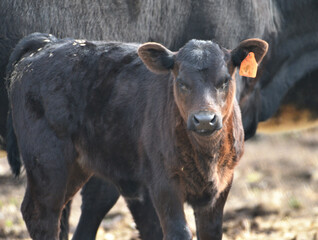 Poster - Angus Bull Calf