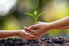 Human Hands Help Plant Seedlings In The Ground, The Concept Of Forest Conservation And Tree Planting.