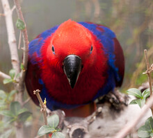 Exotischer Rot Blauer Vogel In Frontansicht