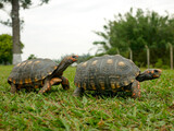 Fototapeta Sawanna - turtle on the grass