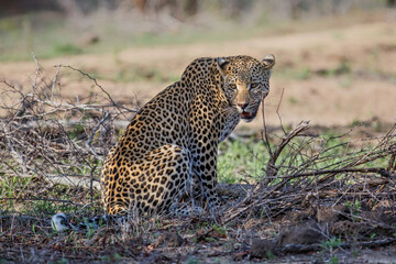 Leopard resting in Sabi Sands game reserve in the Greater Kruger Region in South Africa