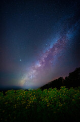 Wall Mural - landscape of milky way over mexican sunflower ( tung bua tong flower) on mountain in mae hong son pr