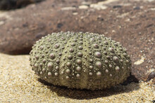 Closeup Of A Green Sea Urchin Shell On The Sand