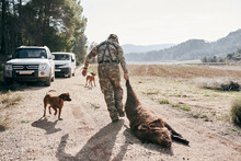Back View Of Man In Camouflage Outfit Dragging Killed Wild Boar Towards Car After Hunting