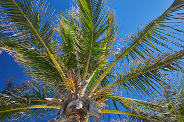 palm tree cut out against blue sky, color photo as background