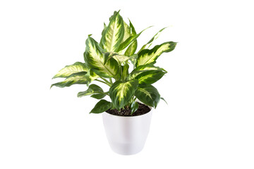 Dieffenbachia plants in white pot