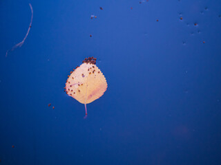 Wall Mural - Top view of a yellow leaf floating in water