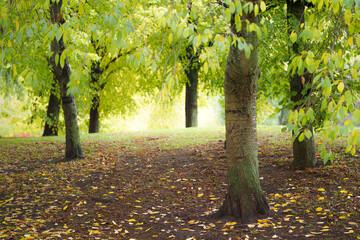 Wall Mural - Beautiful trees in Tantolunden, park on Södermalm in Stockholm, Sweden