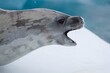 © Tandem Stock - Close up of seal yawning