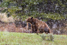 Grizzly Bear Standing On Grass In Snow Storm