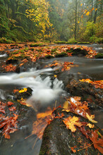 Scenic View Of River Flowing Across Forest In Autumn