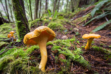 Close Up Of Golden Mushrooms Growing In Rainforest