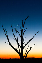 Silhouette Of Bare Tree Against Sky With Crescent Moon And Stars
