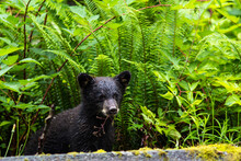 Close Up Of Black Bear Cub In Forest